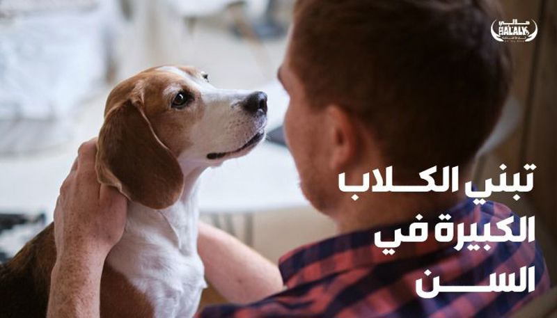 تبني الكلاب الكبيرة في السن: قرار يجلب السعادة و الحب الغير مشروط إلى حياتك